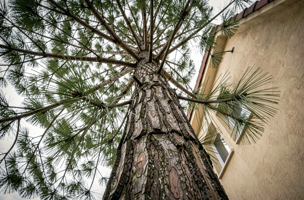 Vue en contre-plongée depuis le pied d'un grand pin avec la façade d'une maison visible en arrière-plan